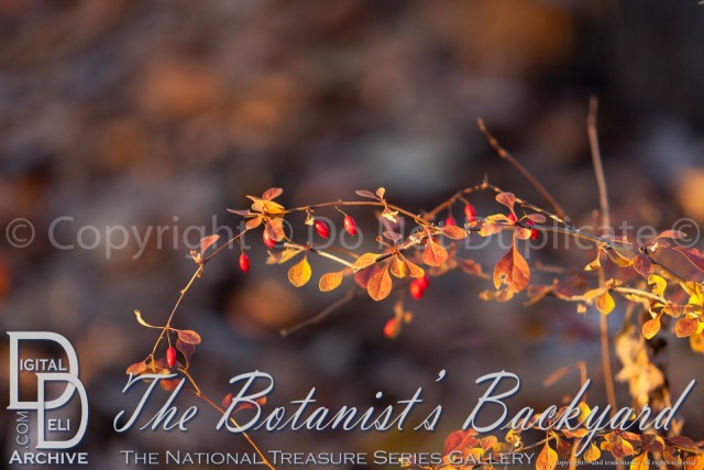 The Botanist’s<br>Backyard 